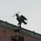 und auf dem Münsterdach