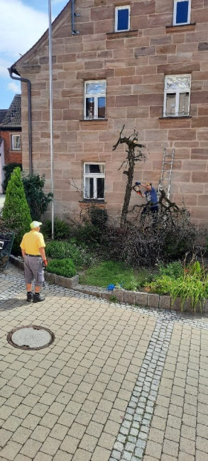 Der Birnbaum am Gemeindehaus